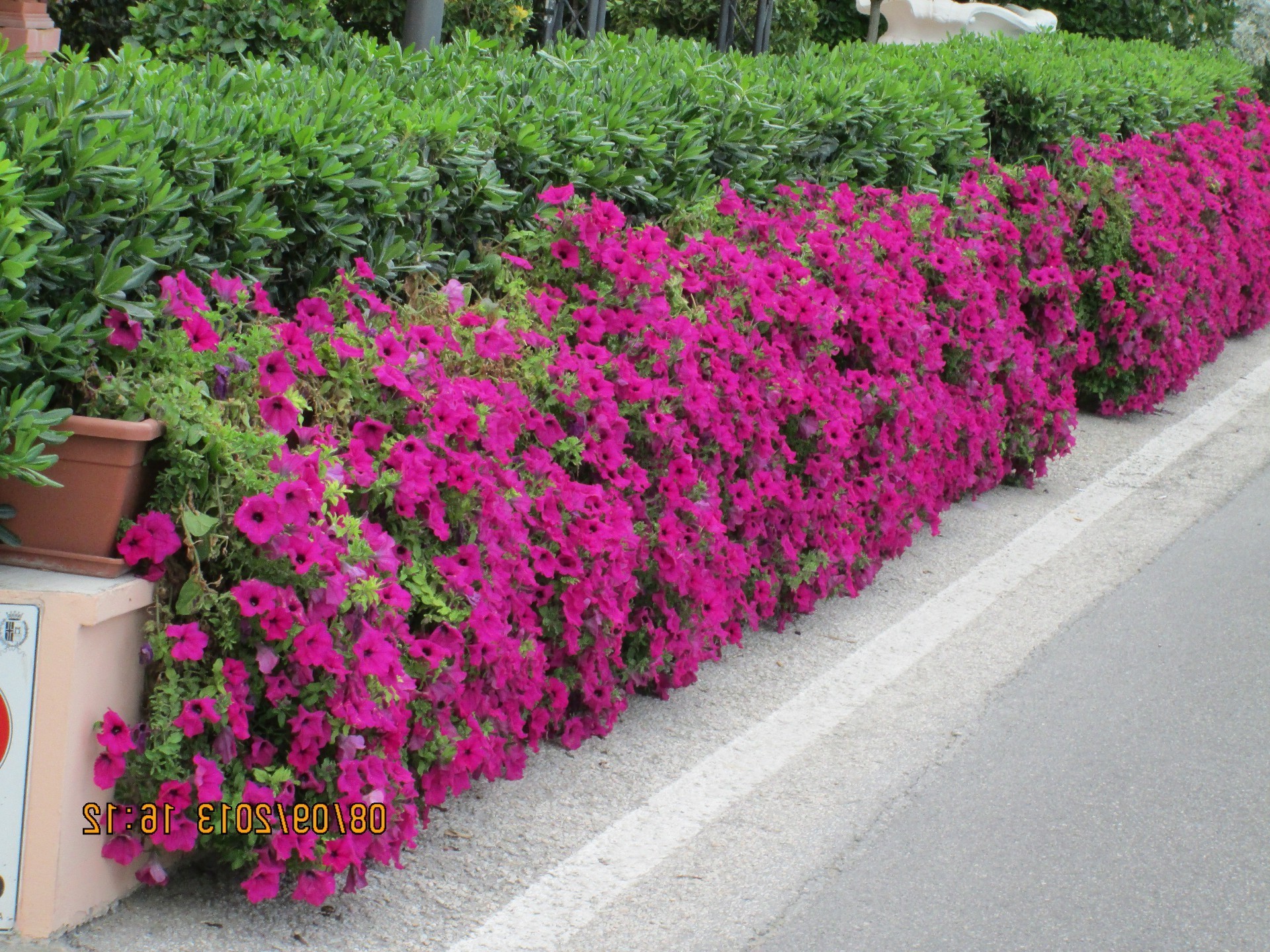 flowers flower garden flora summer blooming nature lawn growth leaf color yard shrub floral outdoors outside botanical park