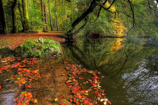 Autumn lake in the forest and trees