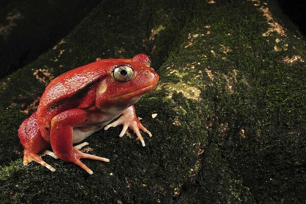 A large red frog