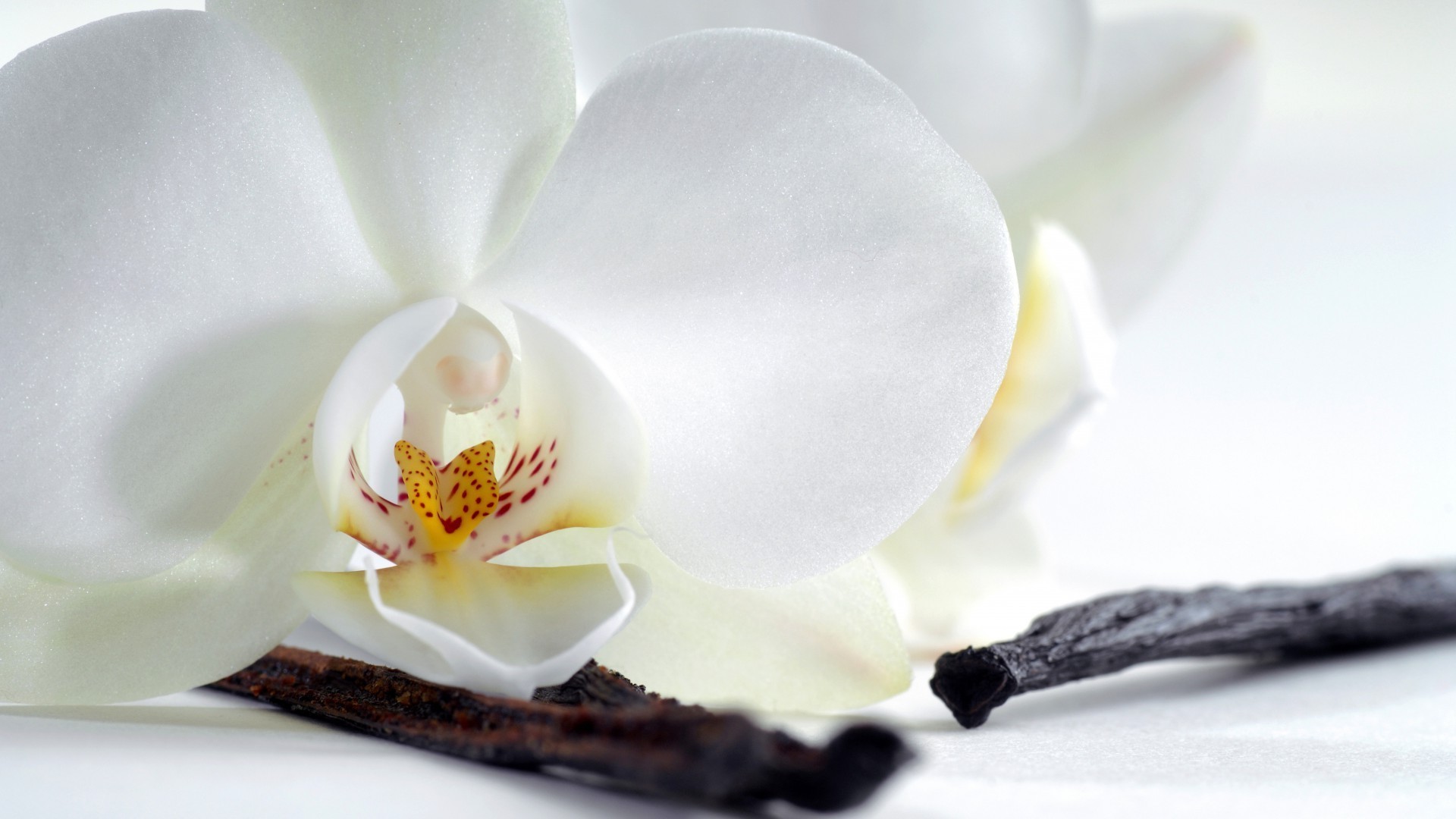 flowers flower nature orchids elegant tropical romance flora aromatherapy exotic petal delicate zen leaf floral blooming