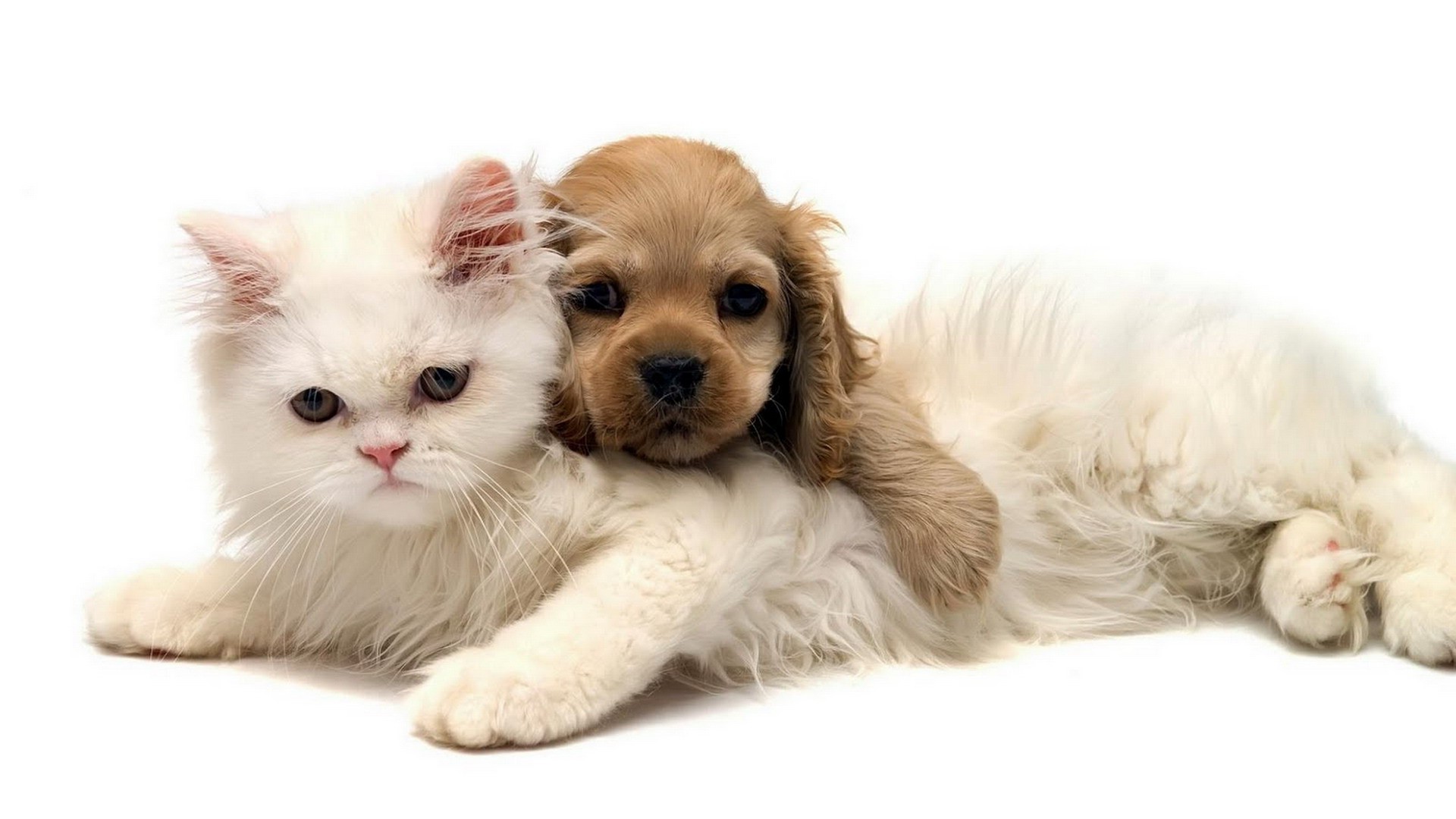 animals pet animal domestic cute purebred little studio pedigree sit adorable fur mammal breed young puppy downy baby dog kitten furry