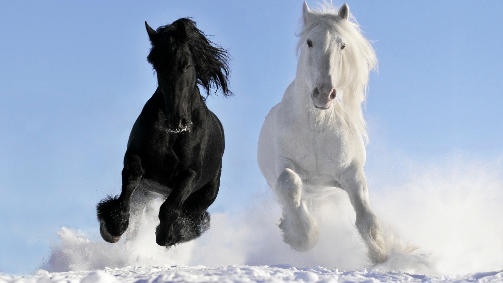 horses cavalry mammal horse snow mare winter equestrian stallion one two equine mane animal outdoors pony action portrait sky