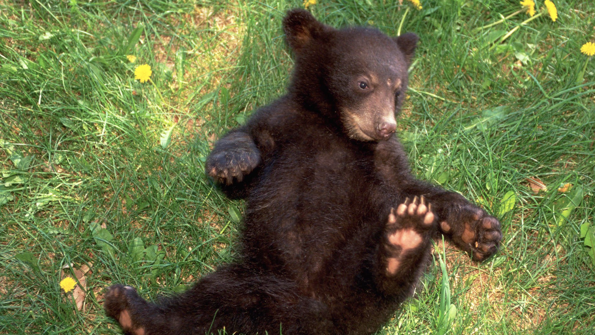 bears mammal grass wildlife outdoors cute nature animal fur zoo