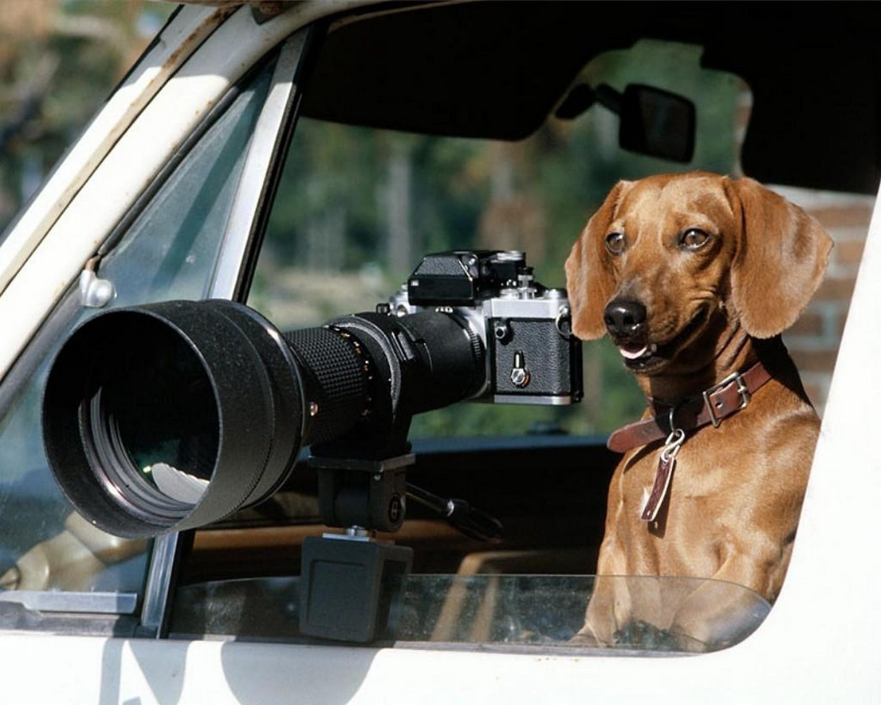dogs dog lens looking canine pet equipment portrait car mammal one technology sitting zoom outdoors miniskirt puppy movie indoors