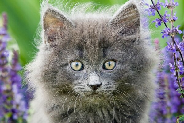 A domestic cat walks in the field