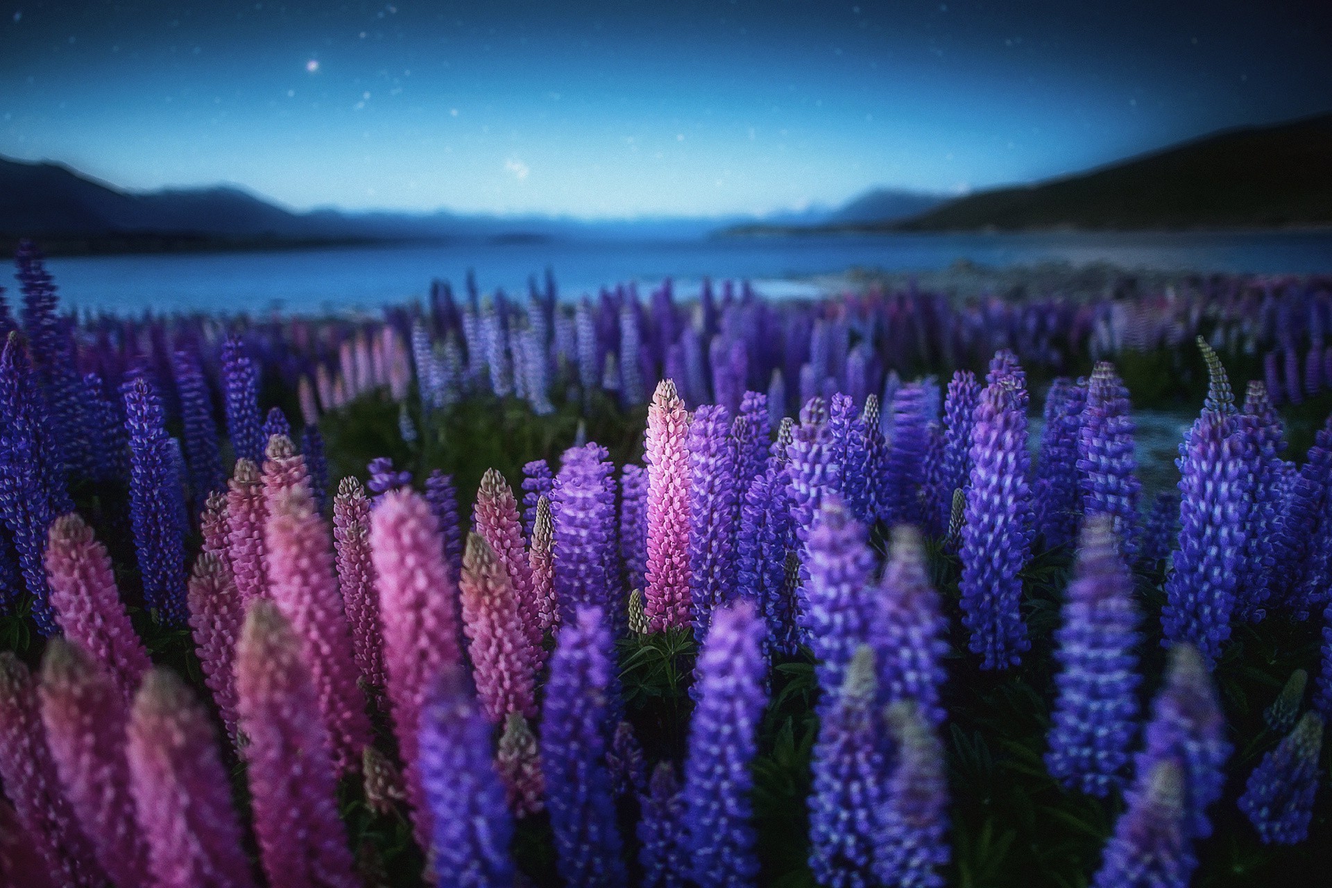 field of flowers nature outdoors landscape flower flora field color hayfield summer bright grass beautiful sky travel