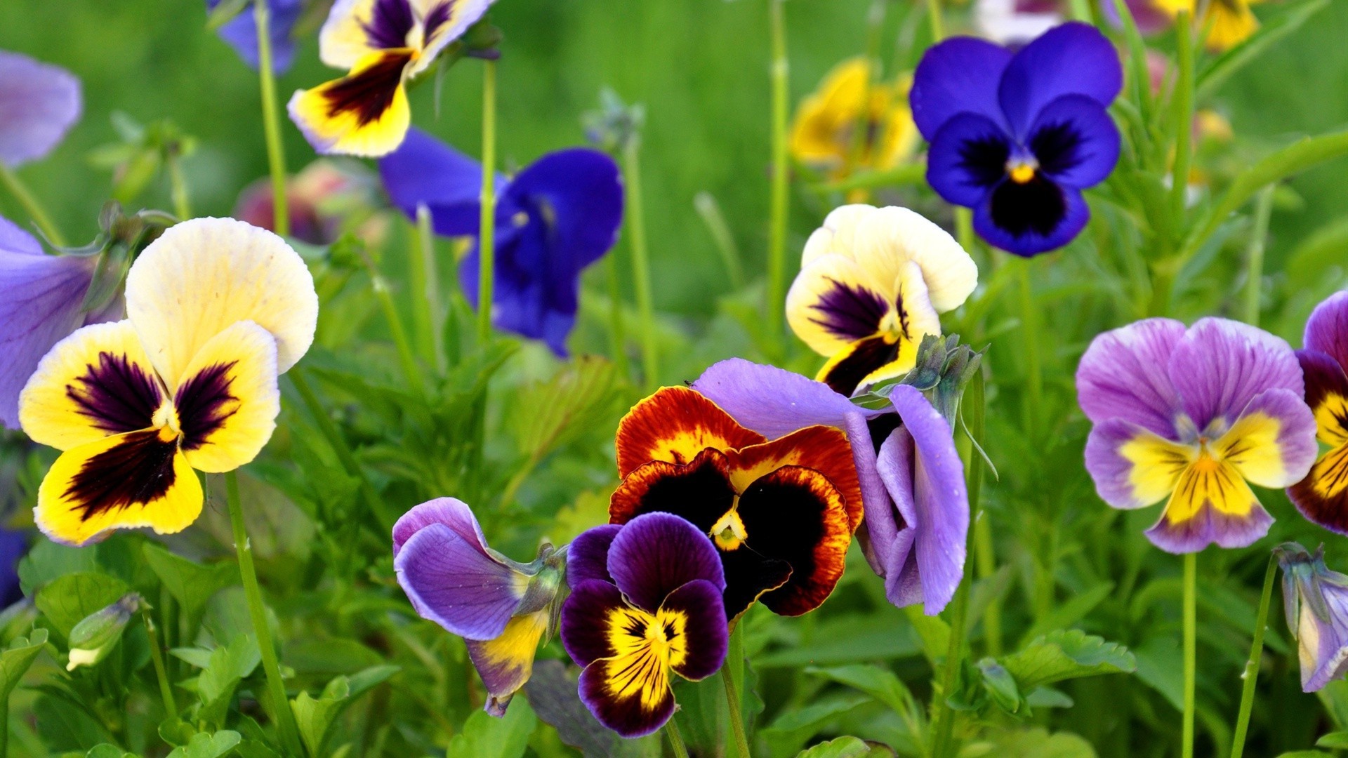 flowers flower nature garden flora floral summer leaf pansy field blooming bright grass violet color viola hayfield growth petal vibrant