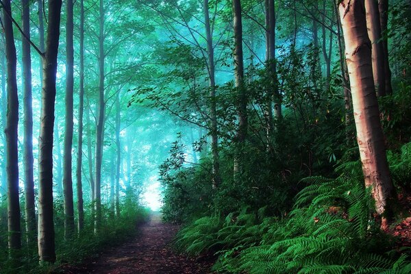 Summer forest in the fog