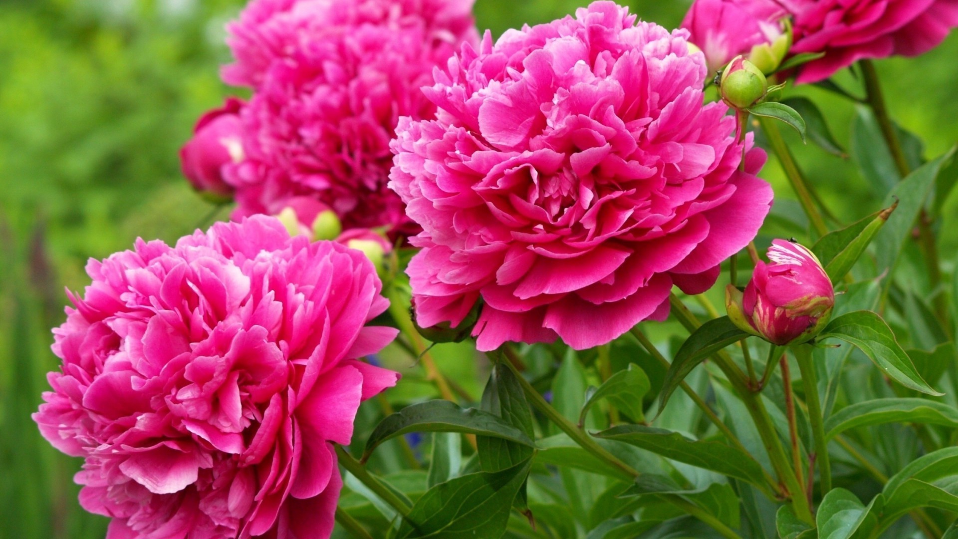 flowers flower nature flora garden leaf blooming summer floral petal color bright peony beautiful bouquet rose decoration love head