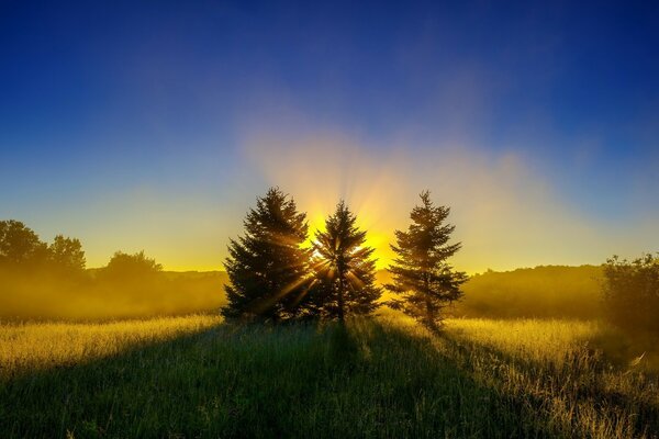 Golden dawn through the trees