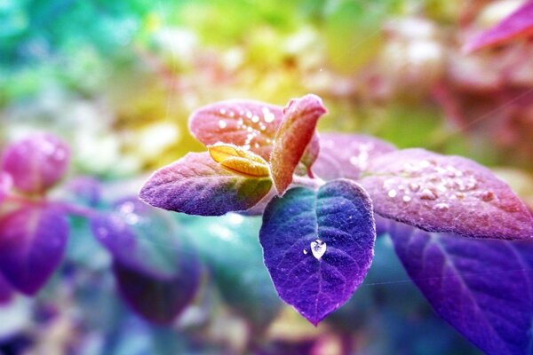 Blue - purple leaves with dew drops