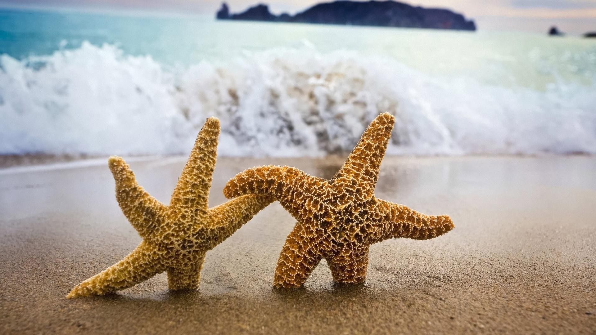 starfish sand beach seashore sea echinoderm travel seashell ocean tropical vacation nature shore shell summer water outdoors recreation sky