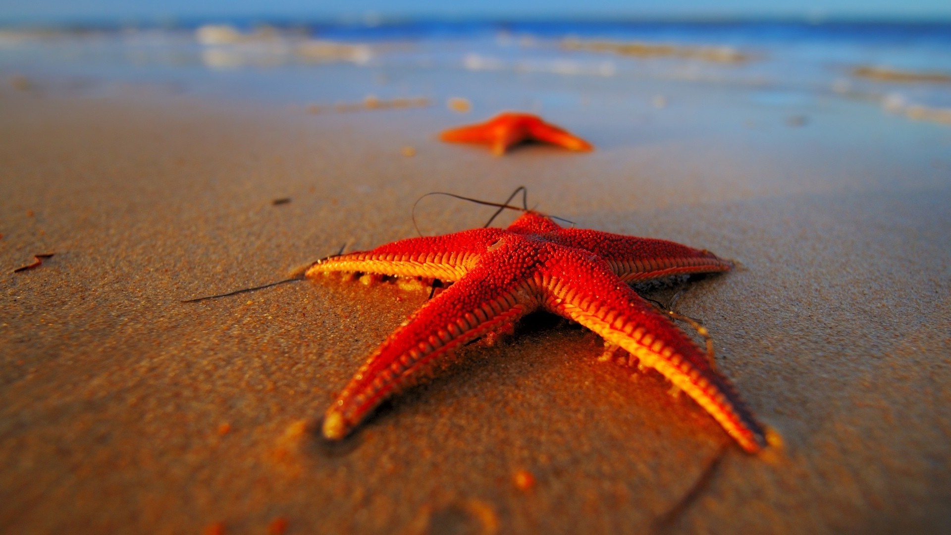 animals beach sand seashore ocean sea water starfish nature shore summer sun shell seaside travel