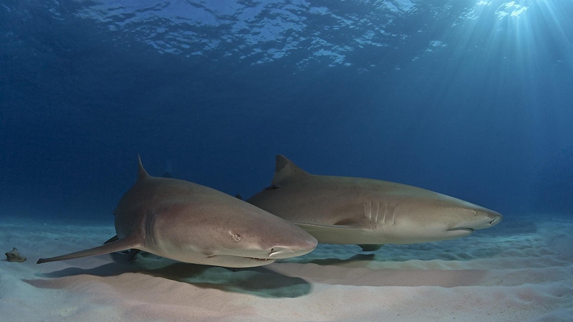 animals underwater water fish shark ocean sea