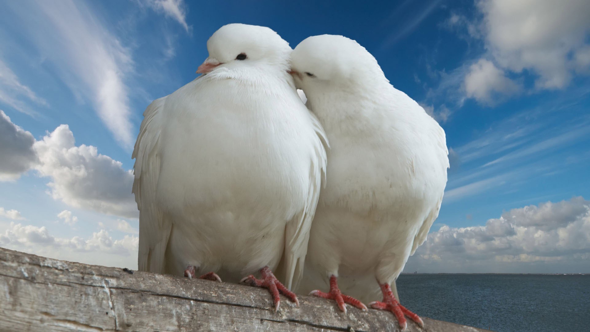 animals bird nature animal sky pigeon outdoors poultry