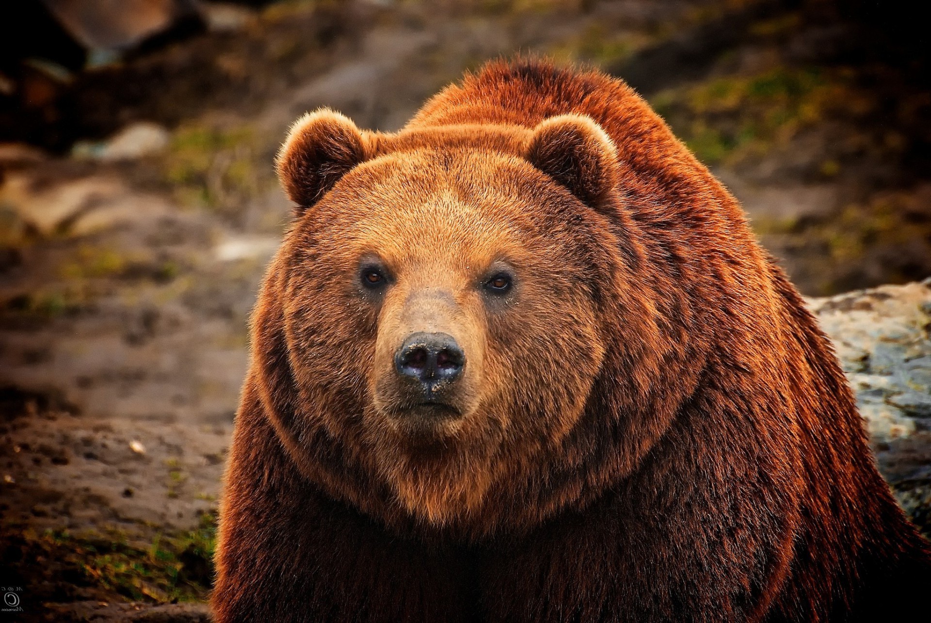 bears wildlife mammal nature predator wild grizzly fur animal outdoors danger