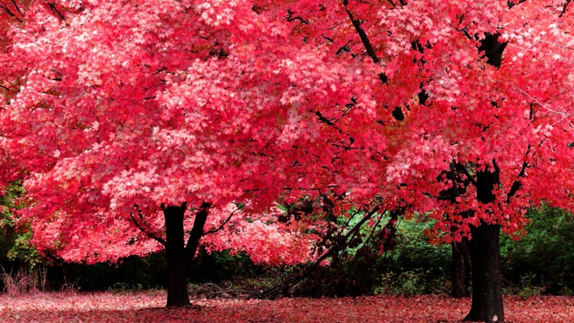 trees leaf nature tree outdoors season park fall flora bright garden branch flower color growth