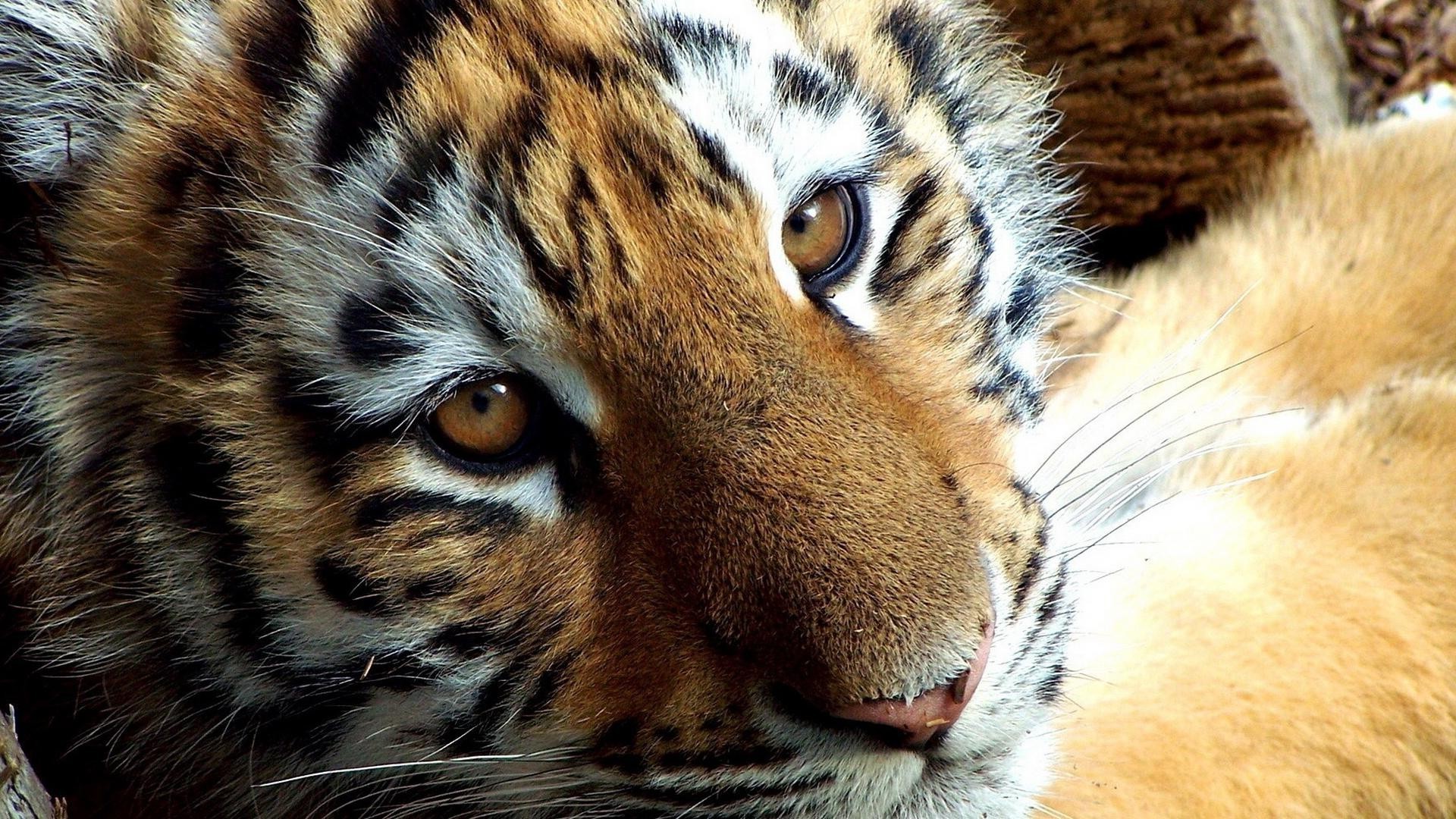 tigers cat tiger wildlife animal mammal zoo fur predator big portrait wild hunter carnivore eye safari stripe staring siberian nature jungle