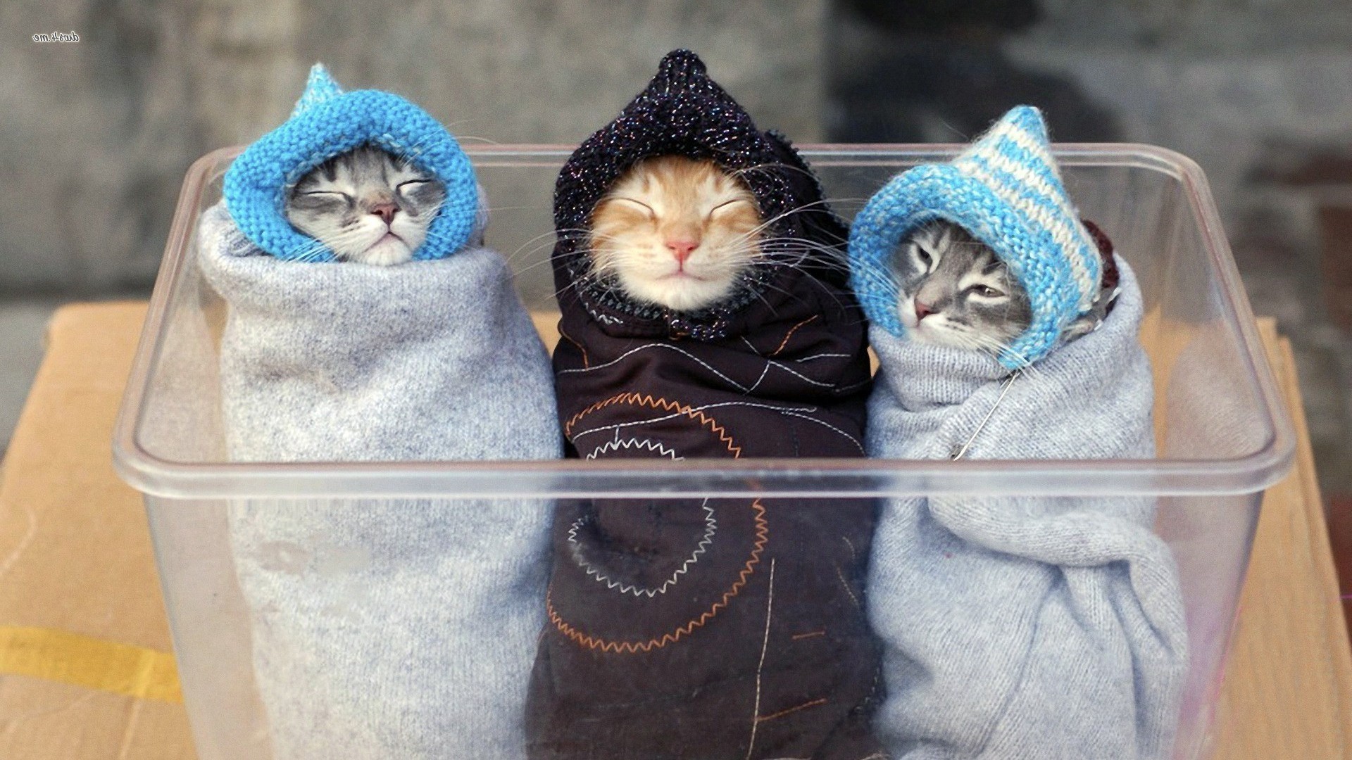 cats towel cotton