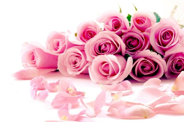 Pink roses on a white background