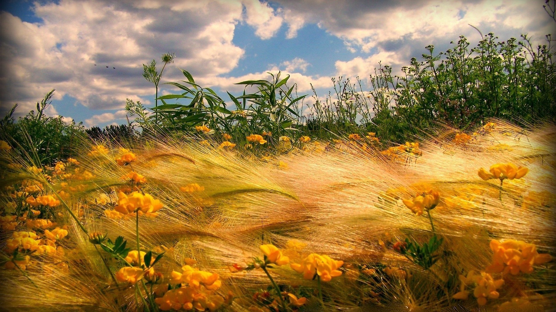 autumn nature fall landscape sunset leaf outdoors sun fair weather dawn sky tree rural countryside gold summer grass evening wood field