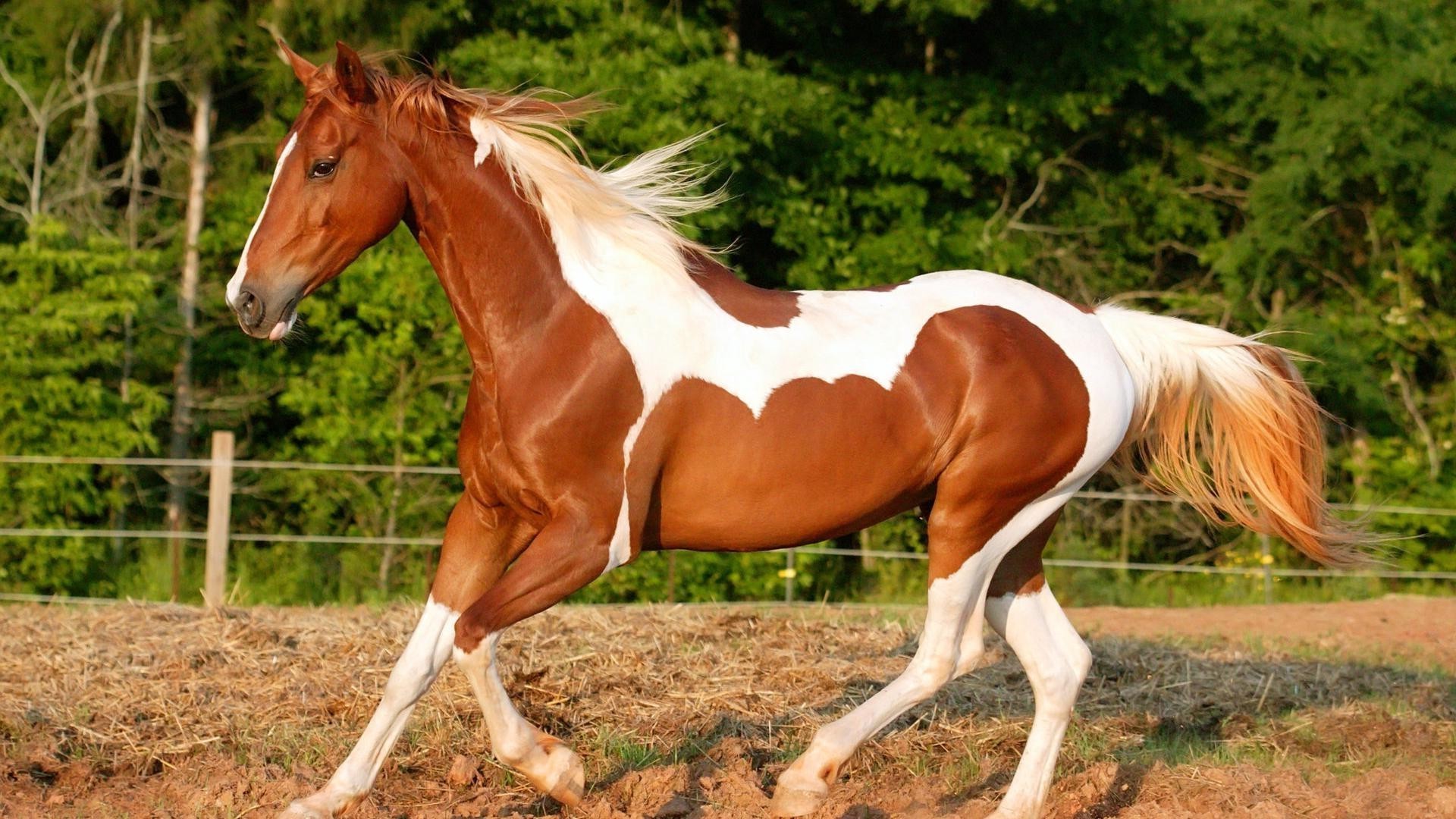 horses horse equine stallion fast mare mane equestrian mammal grass cavalry pony pasture hayfield farm gallop field thoroughbred runner action chestnut