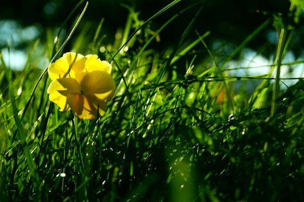 Yellow flower on a background of blades of grass