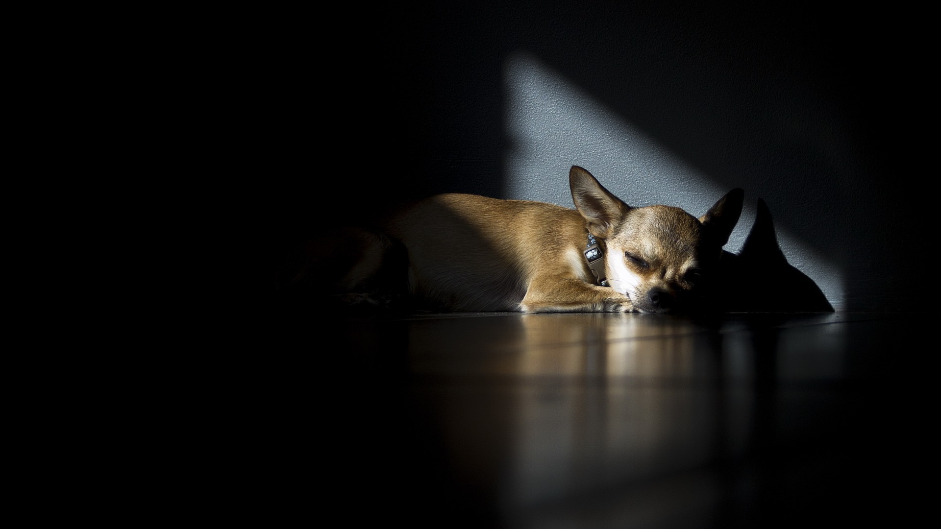 dogs cat mammal dog portrait one animal pet studio indoors cute kitten baby eye