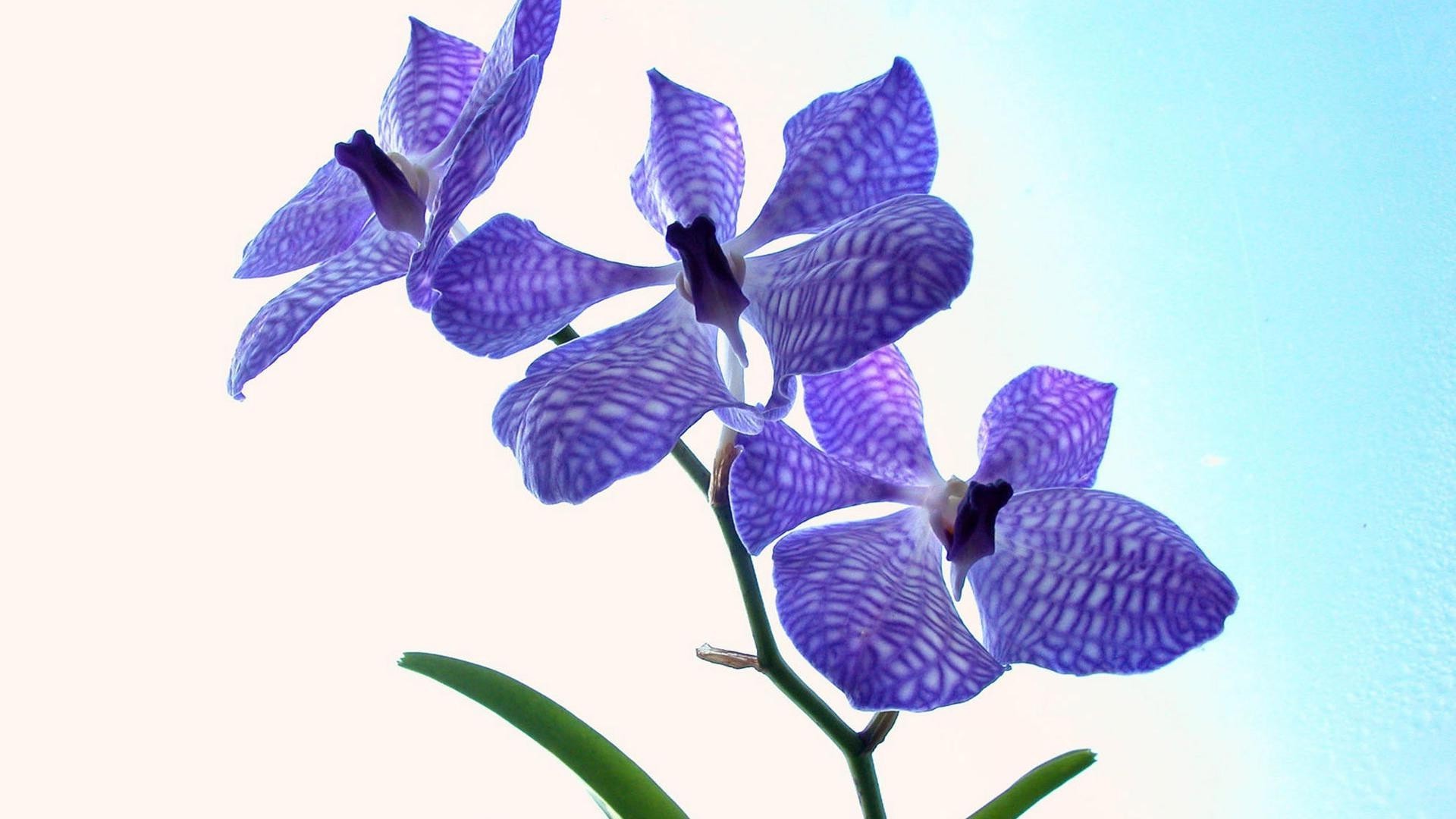 flowers nature flower flora floral leaf tropical isolated petal beautiful garden bright color delicate summer decoration desktop close-up exotic blooming