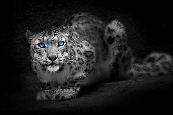 A beautiful interested white leopard with bright blue eyes