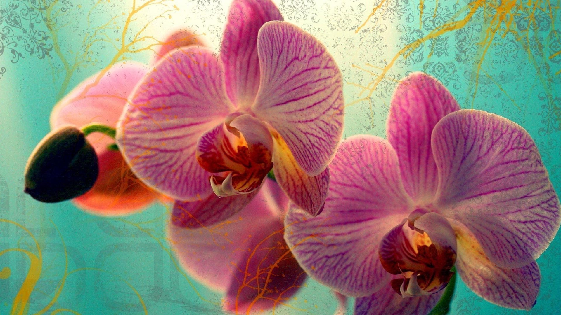 orchids flower tropical exotic flora nature petal floral color bright romance beautiful blooming phalaenopsis romantic elegant decoration garden botanical