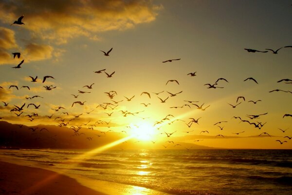 Birds at sunset in the evening. Nature