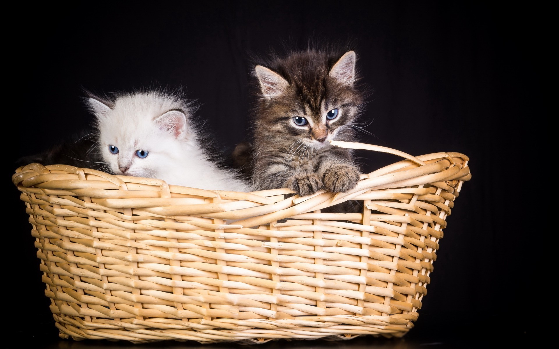 cats basket cat kitten pet mammal cute animal fur portrait wicker baby domestic one young little downy whisker adorable studio