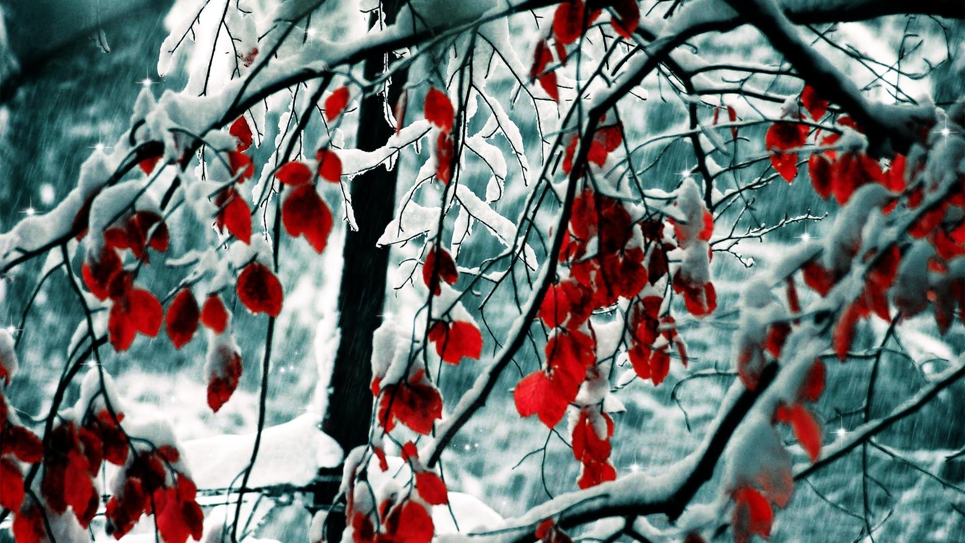 trees season winter tree branch leaf nature outdoors flora frost desktop snow fall bright color hanging wood weather