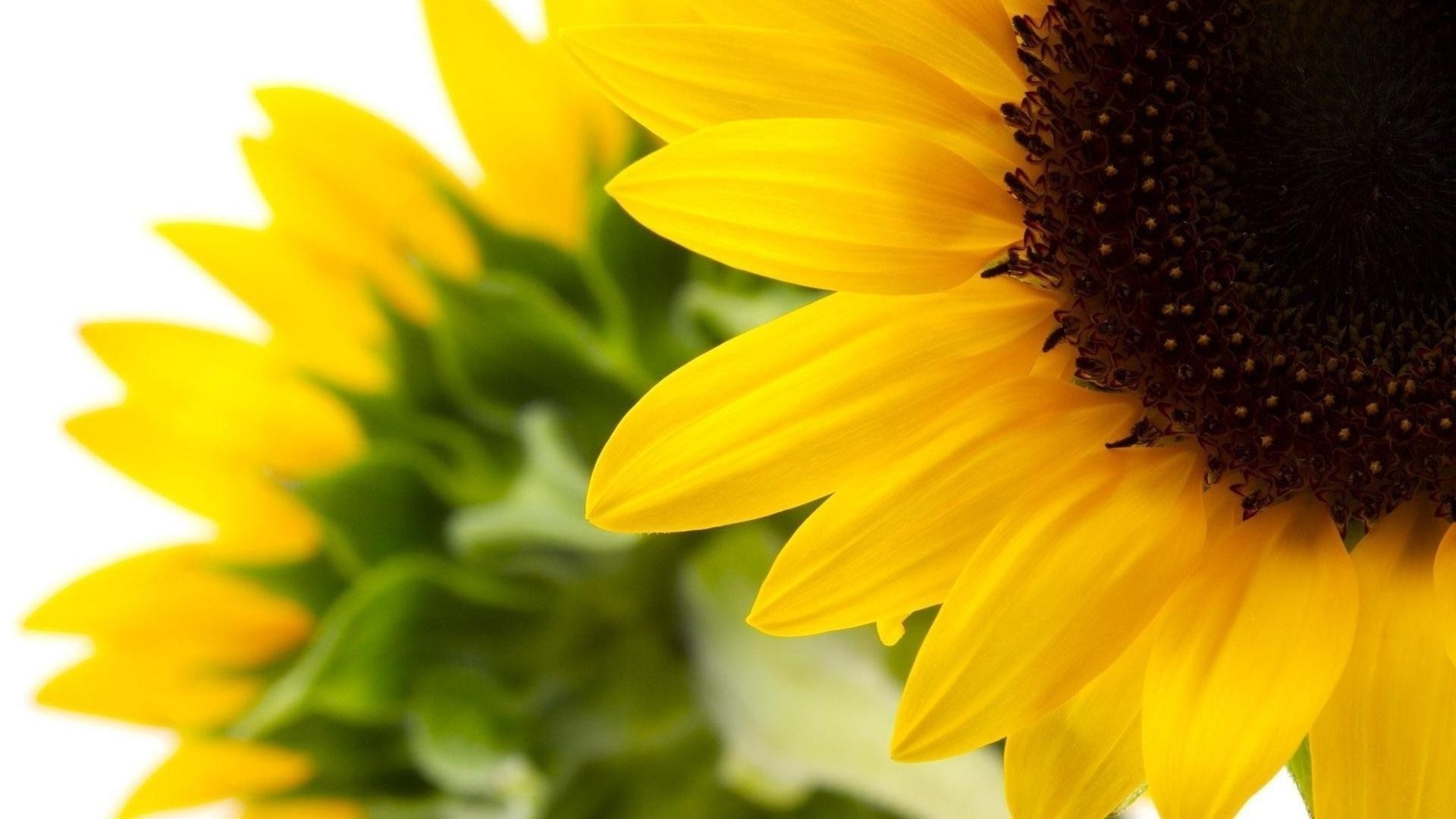 closeup nature flower summer sunflower flora bright leaf fair weather close-up sun petal pollen garden growth beautiful color floral