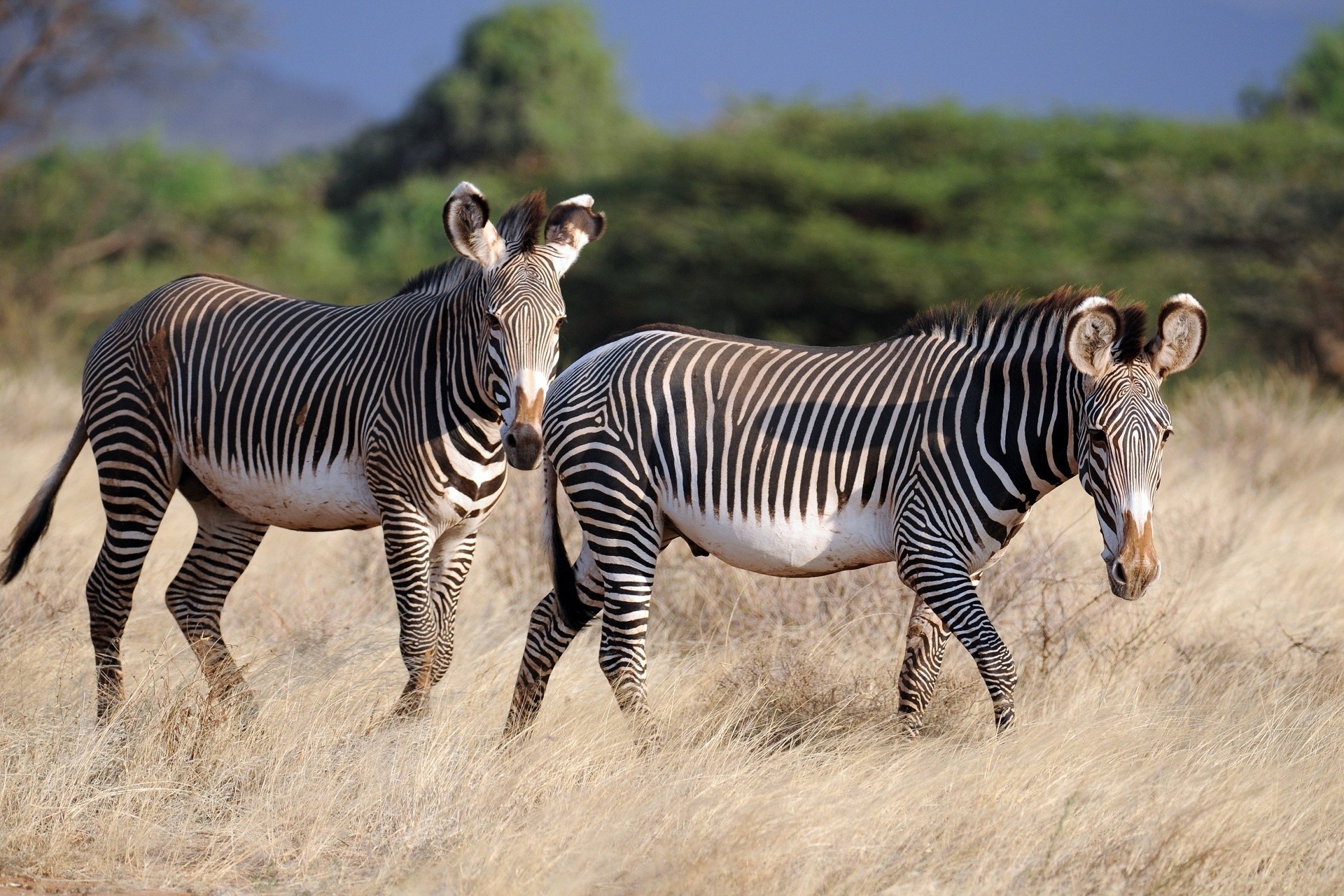 zebra safari mammal wildlife equine animal savanna mane wild herbivore foal reserve nature serengeti neck head