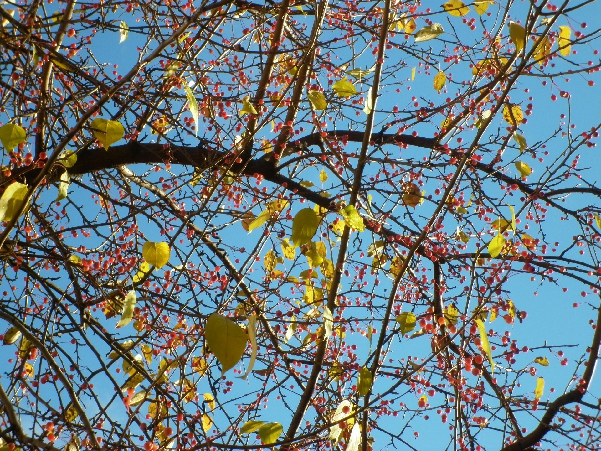 autumn branch tree season nature flora leaf outdoors fruit blue sky flower fall sky growth bright desktop cherry color
