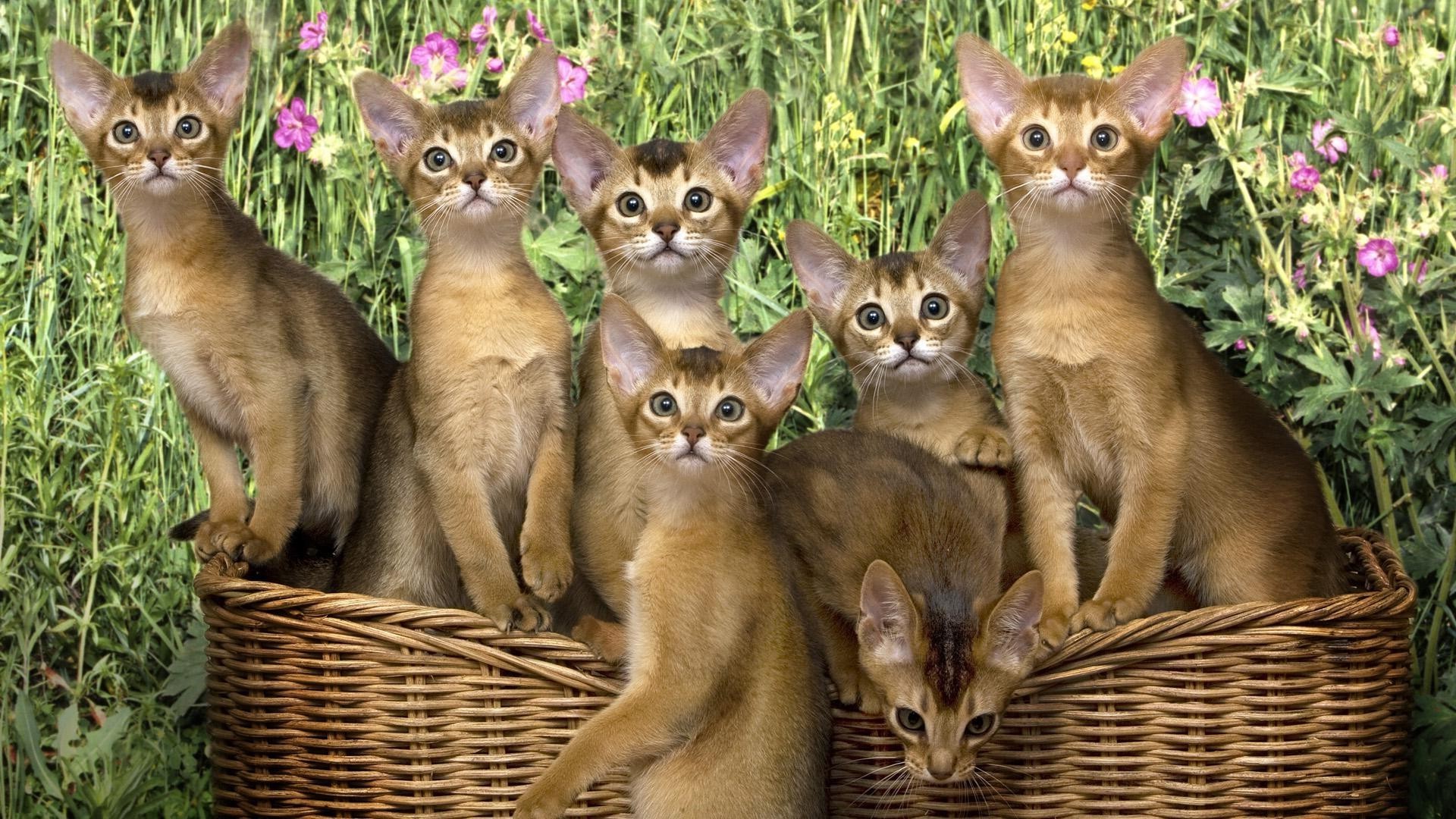 cats cute mammal animal nature cat pet little young fur