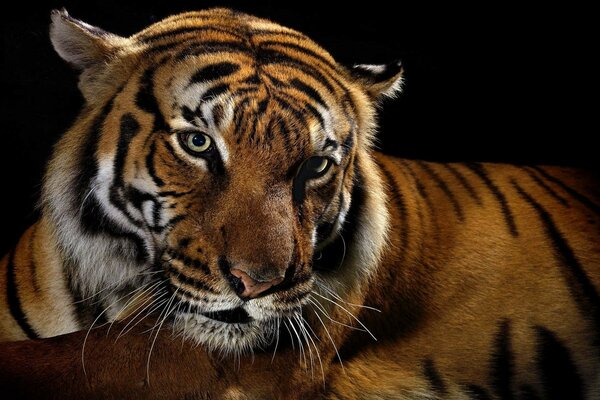 Tiger is a wild majestic cat