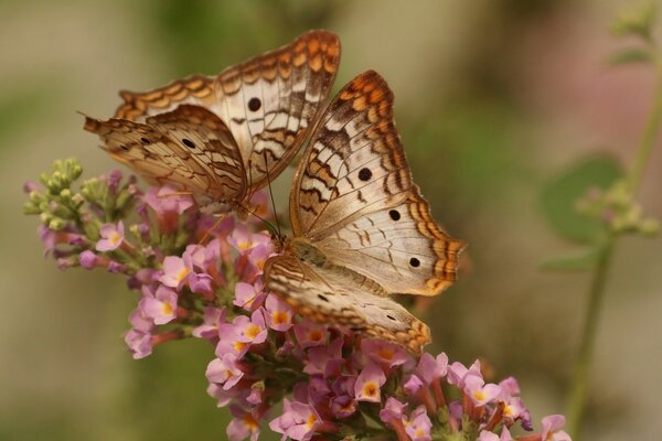 Two butterflies eat nectar from one pink flower