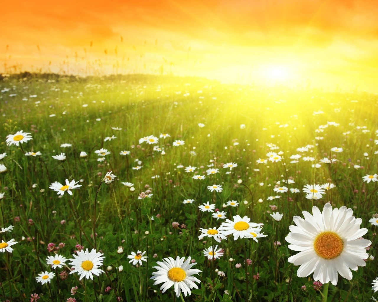 flowers nature summer chamomile flower bright grass rural hayfield sun field outdoors flora fair weather growth leaf countryside color wild