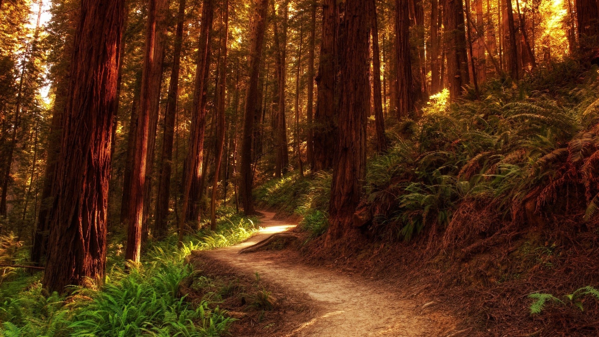 summer wood nature landscape tree guidance road park light leaf outdoors dawn trail fall fair weather travel hike sequoia scenic environment