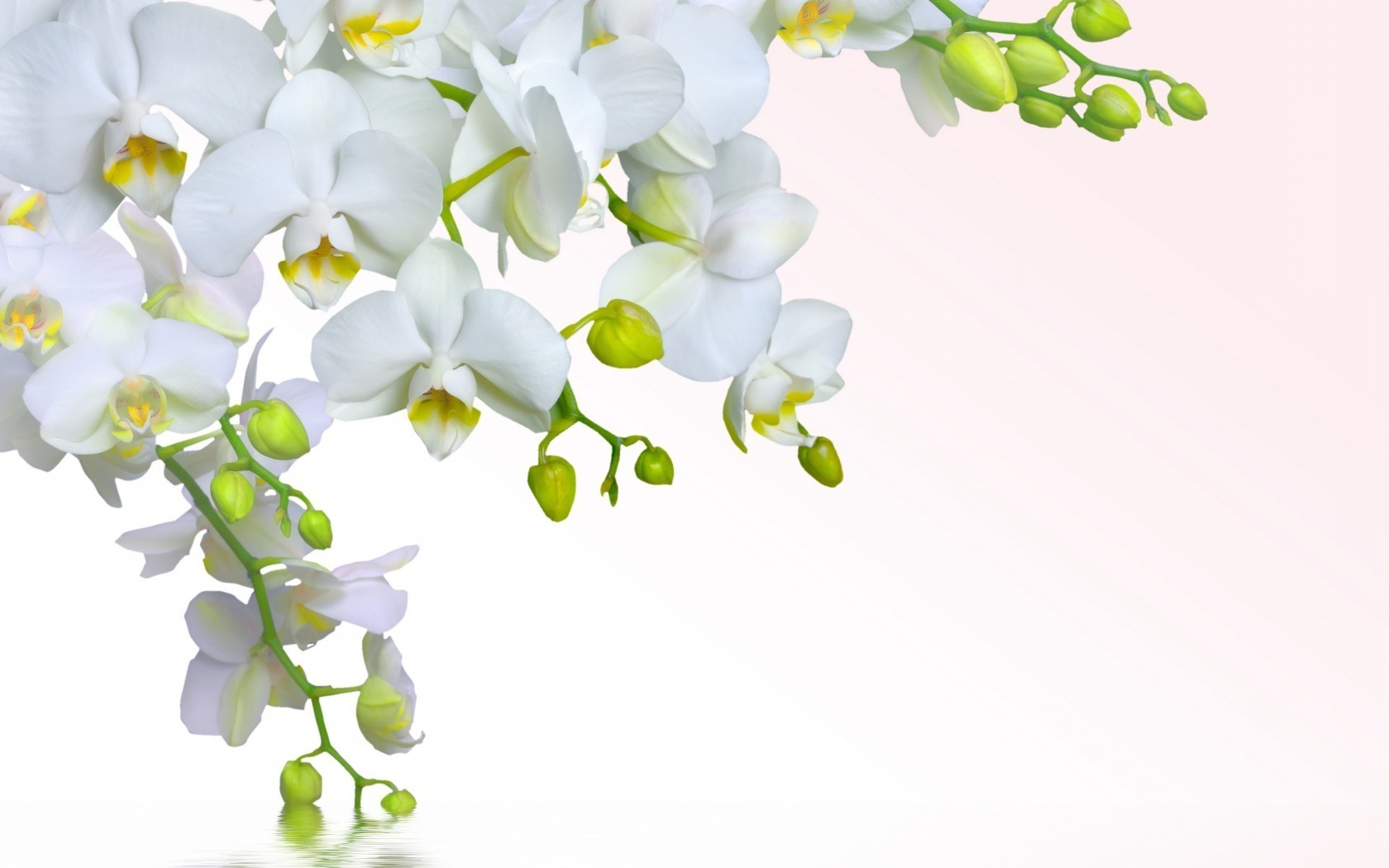 flowers flora nature flower leaf branch elegant floral orchids tropical bright summer romance blooming