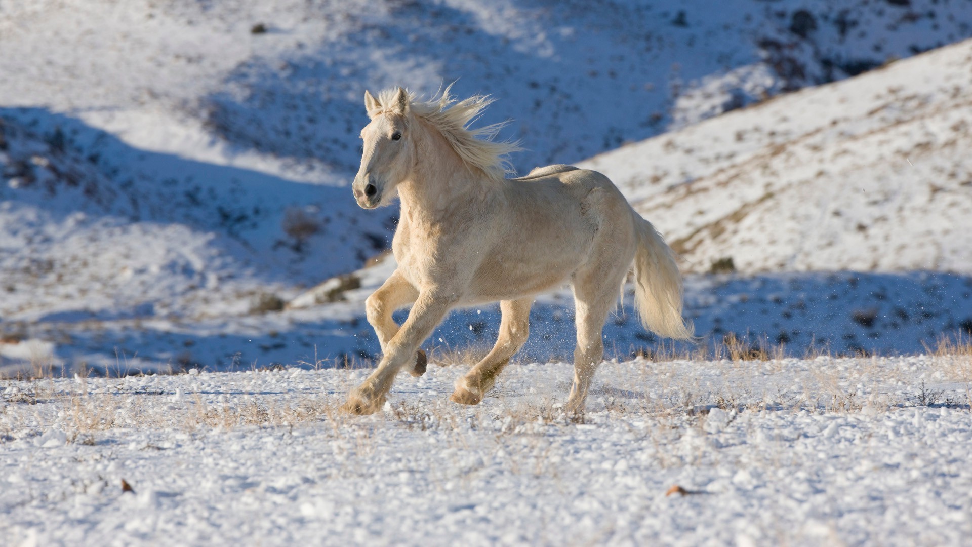 horses snow winter nature outdoors animal cavalry mammal horse wild mare rural mane wildlife field cold equine