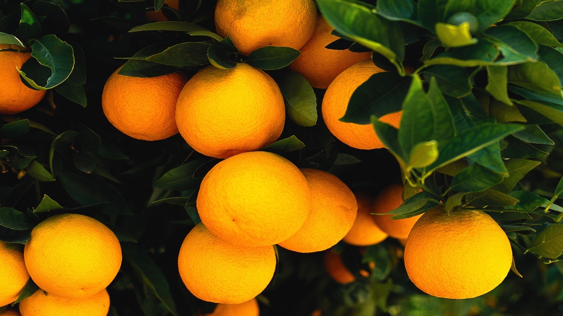 fruit citrus juicy leaf food nature juice health tropical mandarin color healthy garden confection grow summer market tangerine freshness