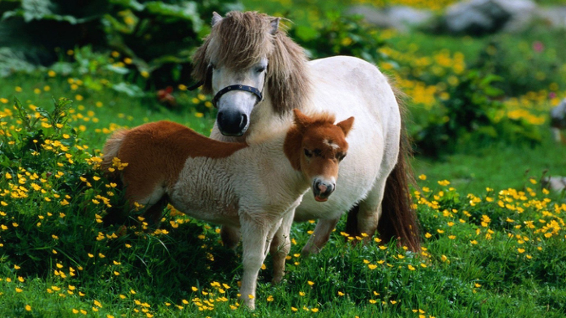 animals mammal grass outdoors nature animal cute wildlife hayfield summer pet livestock cavalry farm