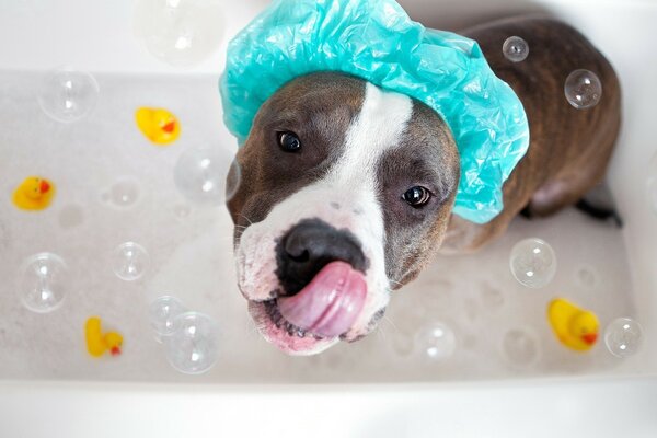 A brown dog in a blue cap