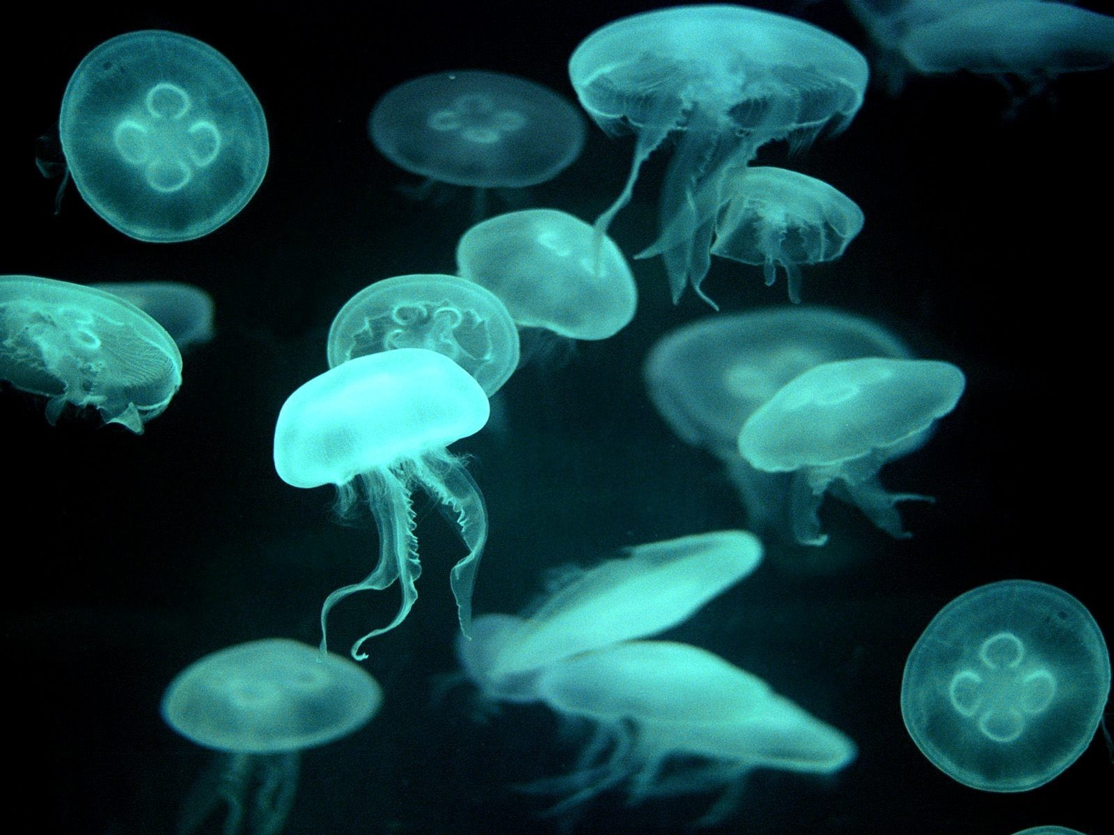 animals jellyfish aquarium underwater deep swimming fish nature