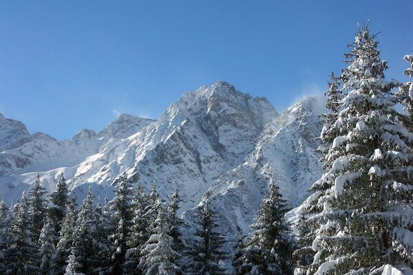 Winter fairy tale in the mountains with a forest
