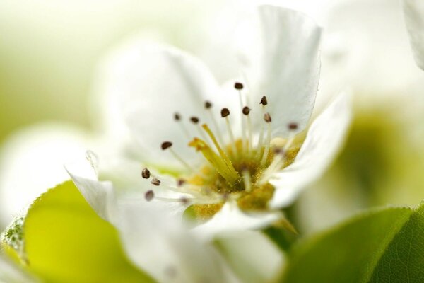 Spring landscape: flowering trees
